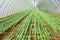 Lettuce growing in a greenery