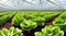 lettuce growing in a greenhouse,