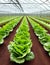 lettuce growing in a greenhouse,
