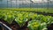 lettuce growing in a greenhouse plantation