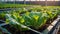 lettuce growing in a greenhouse plantation harvest