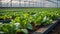 lettuce growing in a greenhouse plantation harvest cultivate