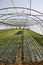 Lettuce growing in lines