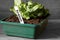 Lettuce growing in a seed tray with germinate on label