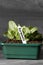 Lettuce growing in a seed tray with germinate on label