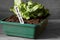 Lettuce growing in a seed tray with grow your own on label