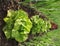 Lettuce growing in soil