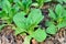 Lettuce growing in the soil