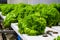 Lettuce grown in ebb and flow hydroponic systems