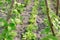 Lettuce grows between the string beans.