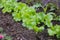 Lettuce harvest. fields of summer lettuce plants, including mixed green, red, purple varieties, grow in rows.Leaf