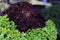 Lettuce harvest: a rainbow of colorful fields of summer crops, including mixed green, red. Organic agriculture