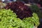 Lettuce harvest: a rainbow of colorful fields of summer crops, including mixed green, red. Organic agriculture