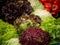Lettuce harvest: a rainbow of colorful fields of summer crops lettuce plants , including mixed green, red, purple