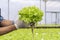 Lettuce in a hydroponic dome. Green oak on hand cultivation hydroponic green vegetable in smart farm plant