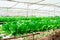 Lettuce Hydroponics grown vegetables with brilliant green harvest live in soilless hydroponics vegetable farm. Use the water in a