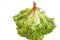 Lettuce,Lactuca sativa