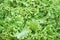 Lettuce,Lactuca sativa