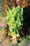 Lettuce or Lactuca sativa annual plant left in local home garden after picking to grow tall surrounded with other plants