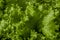 Lettuce or Lactuca sativa close-up picture