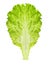 Lettuce leaf isolated