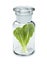 Lettuce Leaf Vitamins Bottle Diet