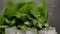 Lettuce leafs. Fresh verdure salad falling down on wet dark surface.