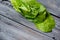 Lettuce leaves, arugula, fennel and parsley on a wooden background