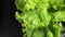 Lettuce leaves close-up on black background