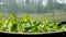 Lettuce leaves grow in a wooden pot greenhouse at the window, bathed in sunlight on the background of the Yakut Northern