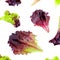 Lettuce leaves Pattern. Fresh lettuce  isolated on white background. Batavia salad. Top view. Healthy organiv food concept. Flat