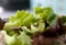 Lettuce mixed salad close-up