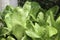 Lettuce is most often used for salads, although it is also seen in other kinds of food, such as soups, sandwiches and wraps