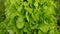Lettuce oakleaf green bio harvest farm field Lactuca sativa harvesting food corrugated farmer farming greenhouse closeup