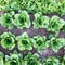 Lettuce organic cultivation