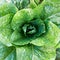 Lettuce organic cultivation closeup