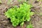 Lettuce plant