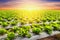 lettuce plant on field vegetable and agriculture sunset and light.