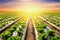 lettuce plant on field vegetable and agriculture sunset and light.