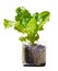 Lettuce plant growing in recycled plastic bottle