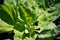 Lettuce plant leaves texture, organic close up top view macro detail