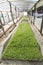 Lettuce plantation seedlings