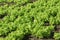 Lettuce planting in Lagoa Seca, Paraiba, Brazil on August 10, 2004. Brazilian agribusiness