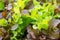 Lettuce plants growing in the garden