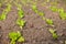 Lettuce plants in rows