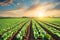 Lettuce plants in rows in farm field.