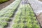 Lettuce plants under a protective net.