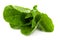 Lettuce Romain isolated on a transparent background