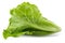 Lettuce Romain isolated on a white background