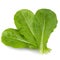 Lettuce Romain isolated on a white background